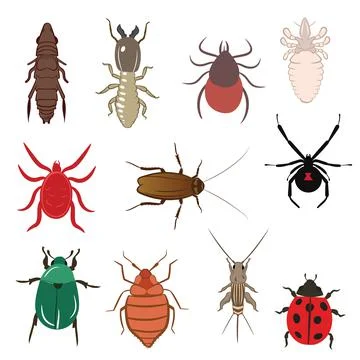 Flea Lice Tick Termite Bedbug Cockroach Spider Ladybug Cricket Mite Beetle Stock Illustration