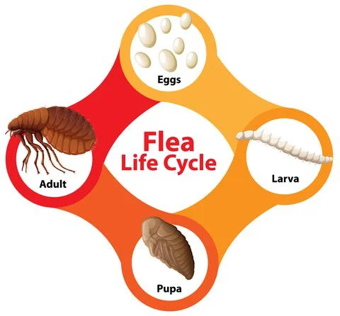 Flea Life Cycle Diagram Stockillustratie