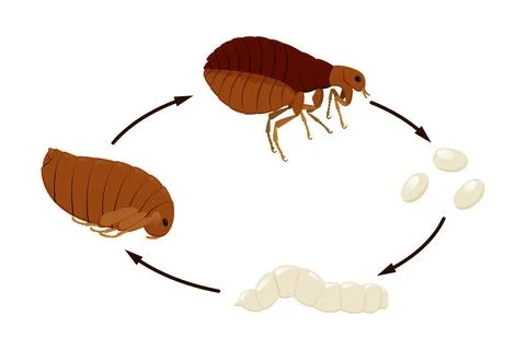 Flea life cycle from egg to larva to pupa to adult Stock Illustration