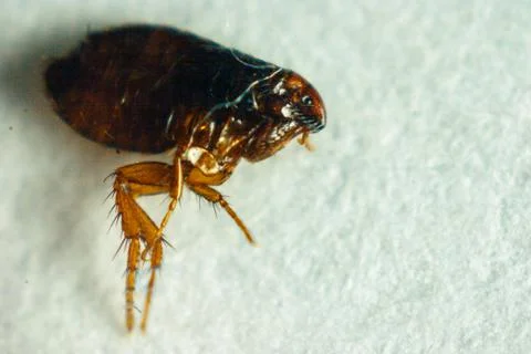 Flea or Human Flea - Pulex irritans isolated on a white background. Foto stock