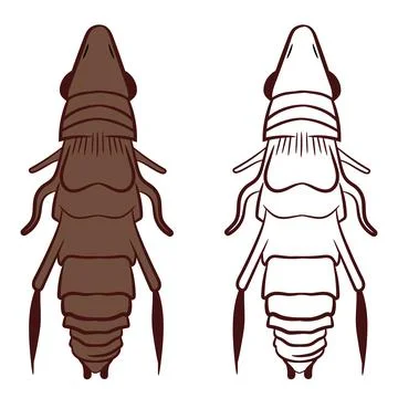 Flea or Siphonaptera Vector Illustration Stock Illustration