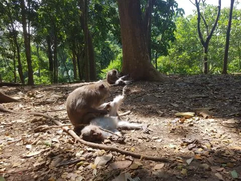 Flea picking monkeys on the forest floor in Indonesia Stock Photos