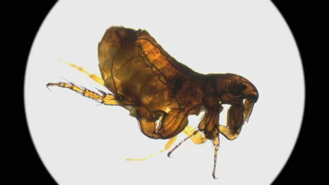 A flea under a microscope in which the work of internal organs is visible Stock Footage 95470260