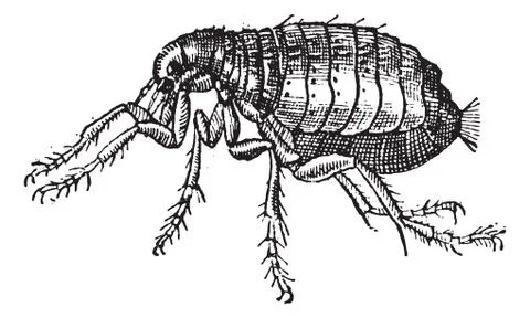 Flea, vintage engraving. Stock Illustration