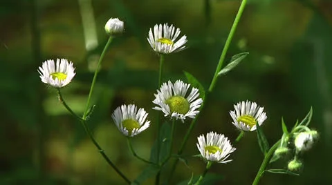 Fleabane closeup Stockbeeldmateriaal 24788977