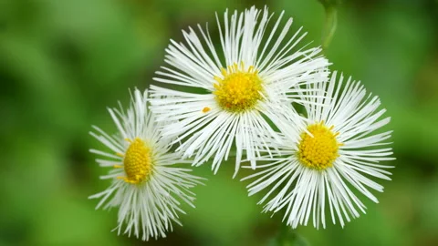 Fleabane Flowers Stock Footage 238560495