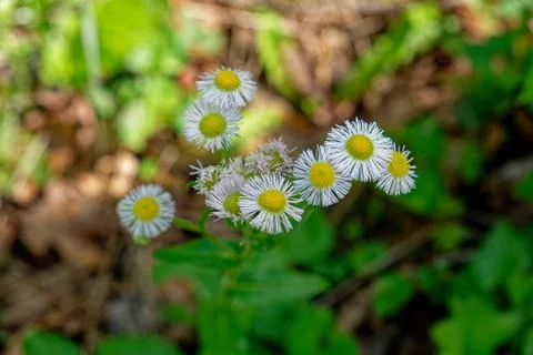 Fleabane plant in bloom Foto stock