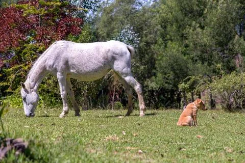 A fleabitten gray mare grazes peacefully and the puppy looks bored. Photograp Stock Photos
