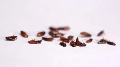 Fleas die from repellents, on a white background close-up. Stock Footage
