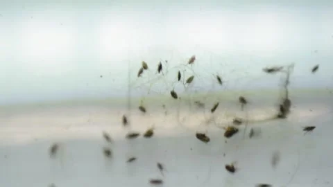 Fleas in a glass trap Video stock 245449839
