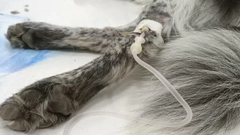 Flebo al cane 3 Stock Footage 132827464