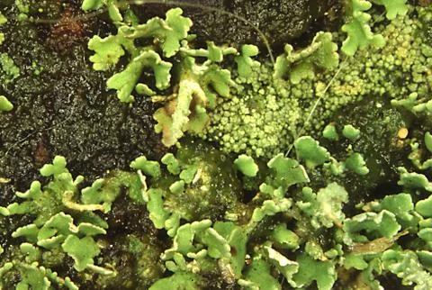 Flechten Stock Photos