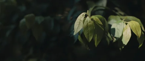 Flecks of sunlight on bright green leaves blowing in the wind. Stock Footage 126738727
