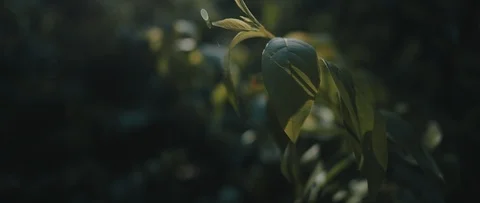 Flecks of sunlight on bright green leaves blowing in the wind. Stock Footage 126738803