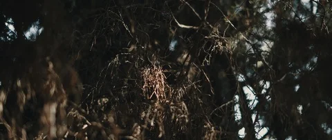 Flecks of sunlight on dry tree branches with beautiful bokeh background. Stock Footage 126738431