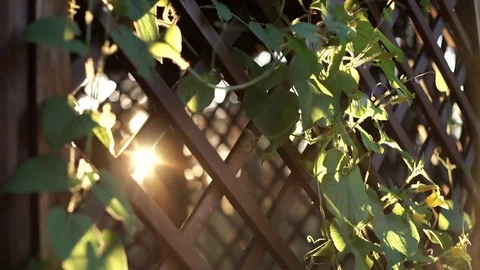 Flecks of sunlight Stock Footage 70377594