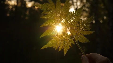 Flecks of sunlight through fern leaf Stock Footage 90836957