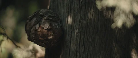 Flecks of sunlight on a tree trunk,sunny day in the woods.Nature background Stock Footage 126738233