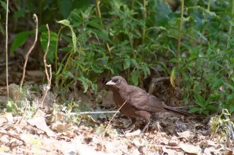 A fledgeling Common Grackle on the ground 스톡 사진