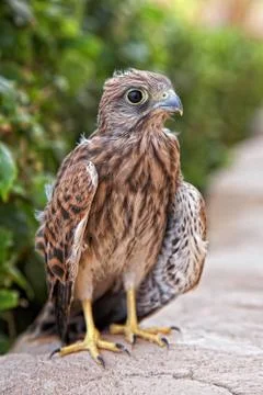 Fledgeling of kestrel, egypt Stock Photos