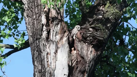 Fledging Baby Barred owl Stock Footage 169040181