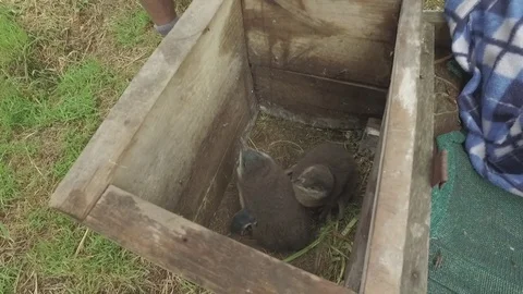 Fledging Blue Penguins at Pohatu Видео 80887783