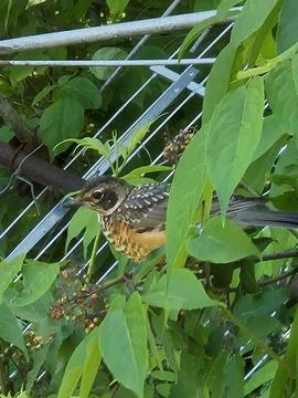 Fledgling American Robin Foto stock