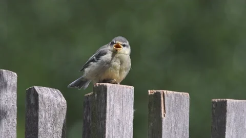 Fledgling Baby Blue Tit Small Bird Perched Preening On Fence Stock Footage 137592604