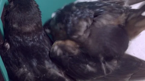 Fledgling Barn Swallow Grooming Stock Footage 77256281