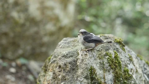 Fledgling Bird Sits on a Rock. Video stock 127790134