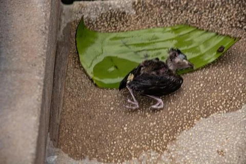 Fledgling Bird on a Wet Leaf Stock Photos