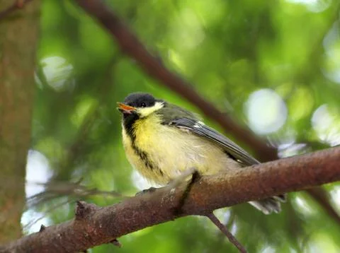 Fledgling birds titmouse Stock Photos