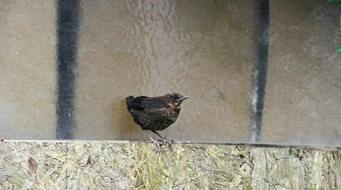 Fledgling blackbird sitting on shed window ledge Stock Footage 38386814