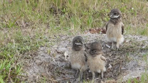 Fledgling Burrowing Owls in Cape Coral Florida Stock-Footage 340860717