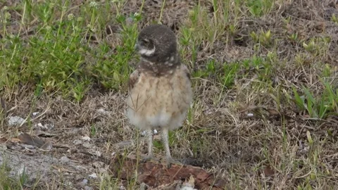 Fledgling Burrowing Owls near den, Cape Coral Florida Stock-Footage 340860718