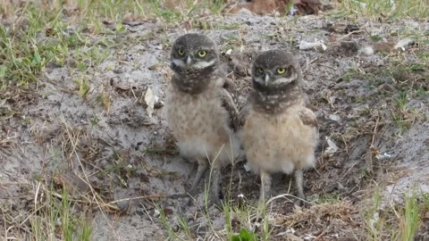 Fledgling Burrowing Owls near den looking around Cape Coral Florida Stock-Footage 340860719