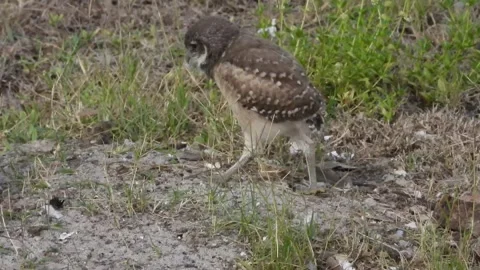 Fledgling Burrowing Owls near den seeing the world, Cape Coral Florida Stock-Footage 340860720