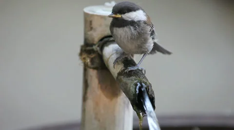 Fledgling chickadee drinks Stock Footage 39417885