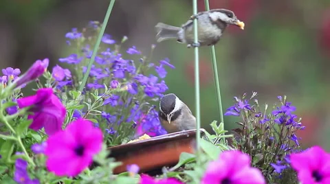 Fledgling chickadees taking large bites of food Stock Footage 67638413