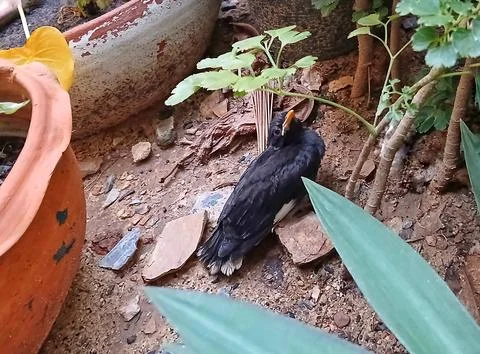 Fledgling common myna bird resting on ground backyard garden Stock Photos