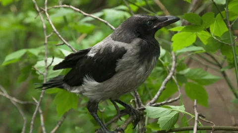 Fledgling crow, who recently left the nest Stock Footage 38818183