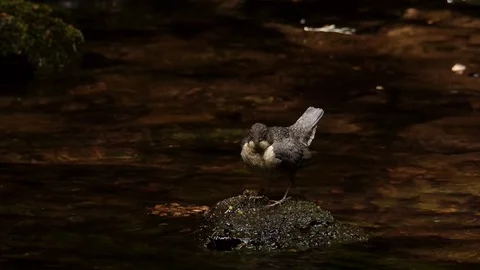 Fledgling Dipper calling to parent 库存影片 80966119