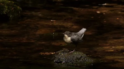 Fledgling dipper standing on rock in river long 库存影片 81002319