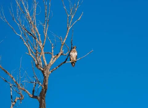 Fledgling Eagle Stock Photos