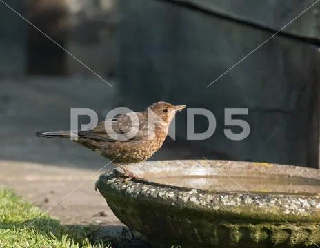 Fledgling European Blackbird drinking from bird bath in Sussex garden Stock Photos