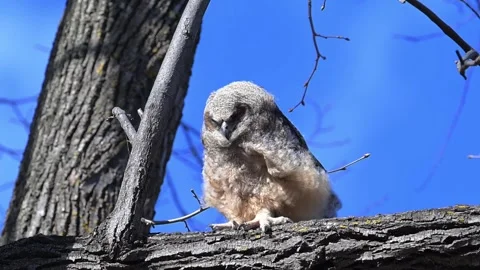 A fledgling Great Horned Owl trying to hang on to tree limb in a strong wind Vídeos de archivo 333718023