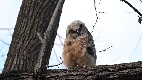 A fledgling Great Horned Owl trying to hang on to tree limb in a strong wind 스톡 동영상 333718030