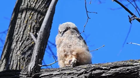 A fledgling Great Horned Owl trying to hang on to tree limb in a strong wind Stock-Footage 333718033