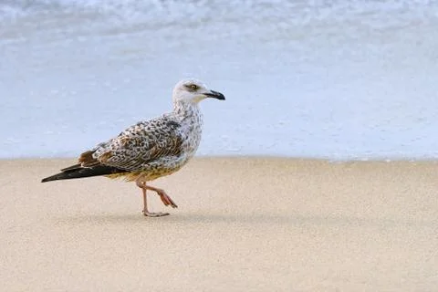 Fledgling of gull Stock Photos