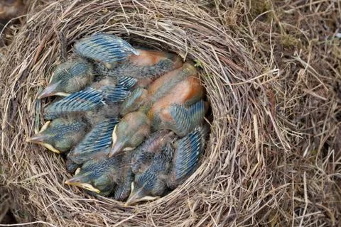 Fledgling in nest Stock Photos